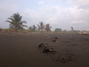 Beached 'Tico' dogs