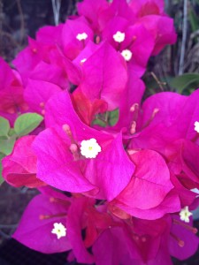 Bougainvillea