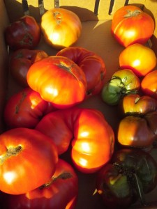 heirloom tomatoes from 'the Square'